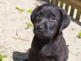 Labrador Hvalpe - Jyllands kønneste piger 