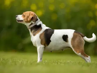 Lille hund søges 