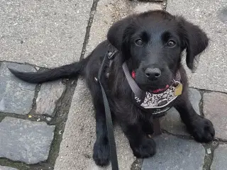 F2 Labradoodle hvalpe til sommer