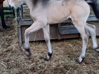 Crossbred hoppe søger hjem