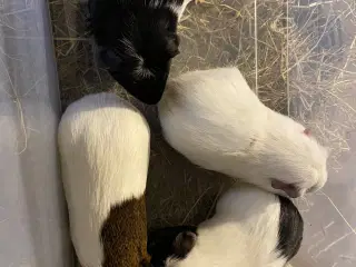 4 marsvine hanner sælges