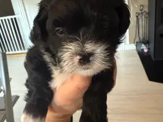 Ægte bichon  havanais.