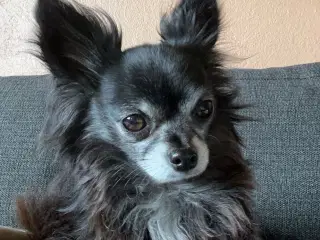 Chihuahua han tilbydes til avl/parring 
