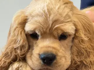 Rejseklar 🧳 Skønne Amerikanske Cockerspaniel 