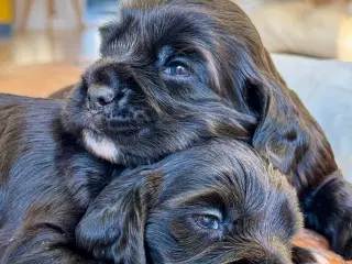 Cocker spaniel / Cavalier king Charles