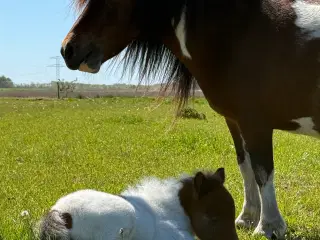 Brunbroget shetlænder 