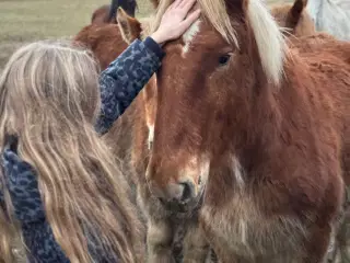 Jydsk hingst plag 