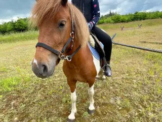 4 års shetlænderhoppe