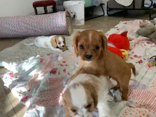 De yndigste cavapoo babyer er rejseklar 