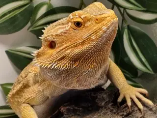 Smuk skægagame  