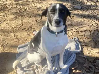 Wilma til adoption! 🩷