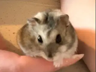 Hamster m. bur