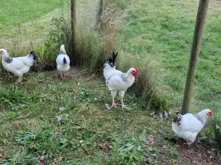 Høns af racen Lys Sussex sælges