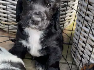 Kun 1 tilbage. Cocker Spaniel hvalpe klar 18/5