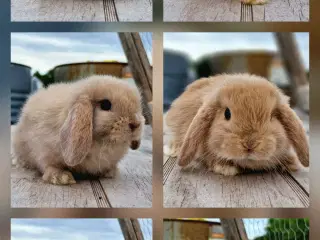 Minilop og lionlop unger