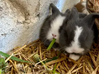 Kaninunger 