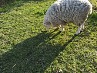 Vædder sælges