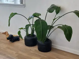 2 planter med potter