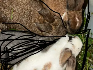Kaniner søger nye hjem