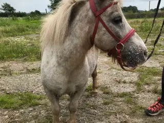 Mini pony