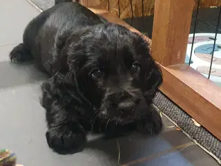 Smukke cocker spaniel hvalpe