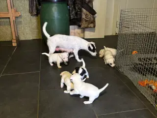 Jack Russell terrier fantastiske familie hunde