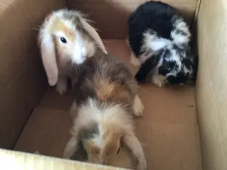 Kaninunger