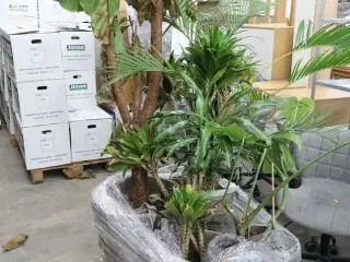 Div. store planter i krukker