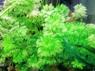 Limnophila sessiliflora 