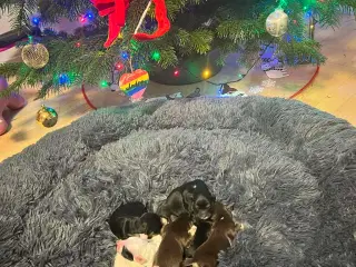 Bishon Havanais Halvpe 