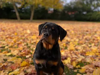 Rottweiler hvalpe 