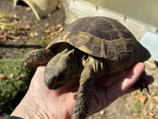 Græske skildpadde Leo