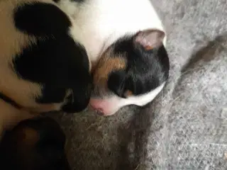 Dansk Svensk gårdhund 