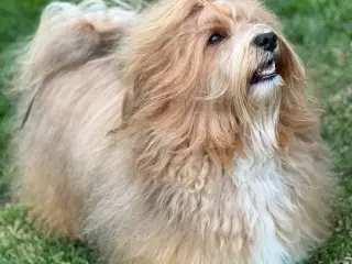 Bichon Havanais hvalpe