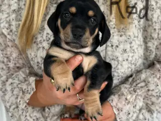 Chiweenie - hvalp til slag - 4 skønne små piger 