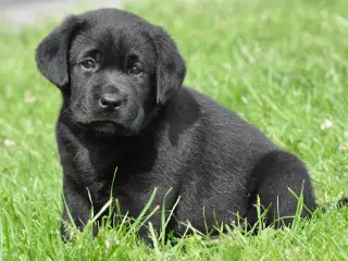 Labrador hvalpe med stamtavle 