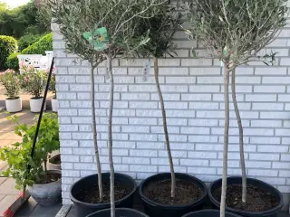 Oliventræer, opstammede 5 stk.