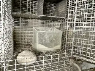 Chinchilla ungdyrs bure