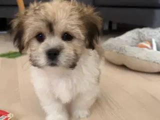 Calle - Lhasa apso