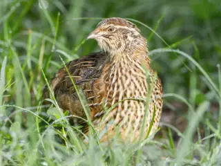 Billige æglæggende jumbo vagtler!🐥