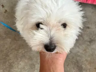  Coton de tulear