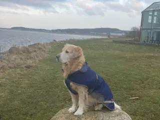 Golden Retriever parring /inseminering