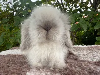 Mini lion lop dreng