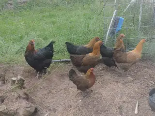 5 blandingshøns
