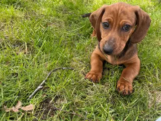 Gravhund Hvalp merle 