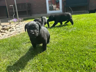 Labrador F1 hvalpe