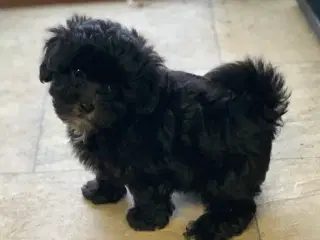 Mini Maltipoo babyer 