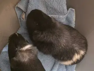 2 hun marsvin søger hjem