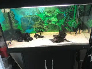 Cayman Akvarie 120 L