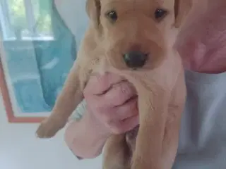 Labrador Retriever med DKK stamtavle